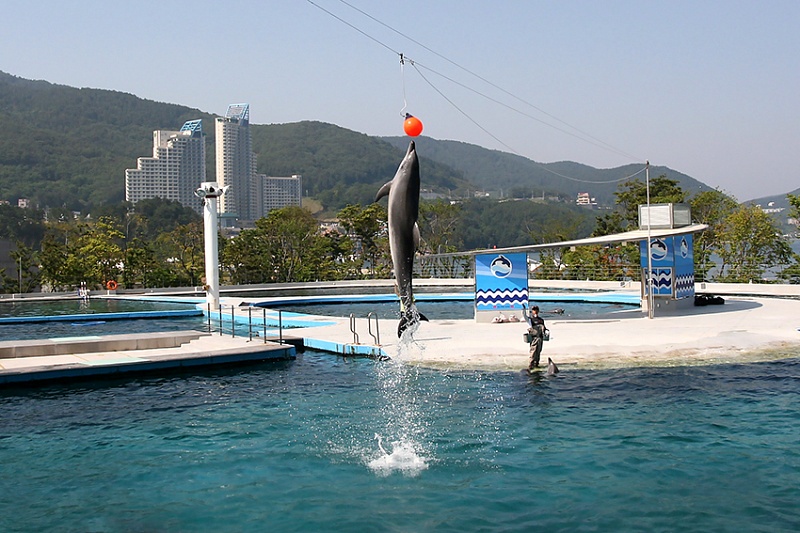 Дельфинарий Geoje Sea World