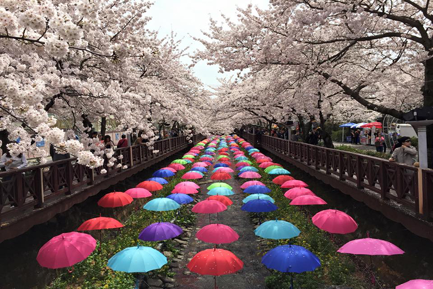 Фотогалерея - Цветение вишни в Корее