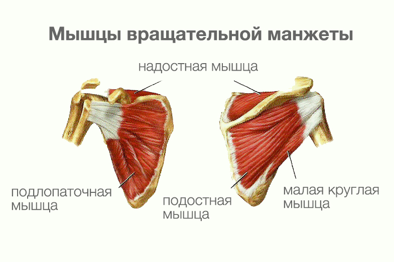 Мышцы вращательной манжеты плеча