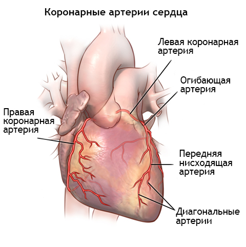 картинка коронарные артерии сердца