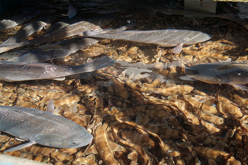 Рыбный рынок Чхагальчхи