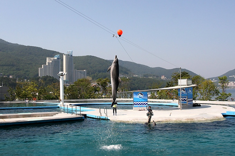 Дельфинарий Geoje Sea World